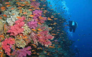 diver-soft-coral-wall-fiji-shutterstock-r-gombarik.jpg.webp