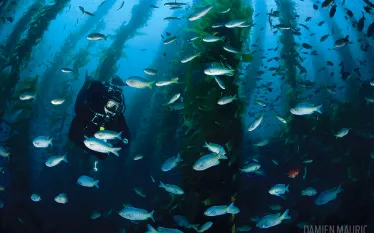 diver-underwater-kelp-forest.gif.webp