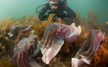 diver-with-cuttlefish-carl-charter.jpg.webp