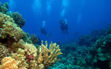 divers-in-hawaii.jpg.webp