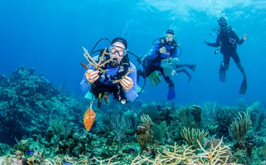 divers-over-healthy-coral-courtesy-sea-of-change-foundation_lois-hatcher.jpg.webp