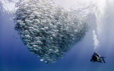 divers-with-school-fish-cabo-pulmo-national-park-shutterstock-leonardo-gonzalez.jpg.webp