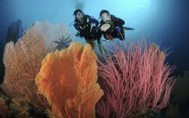 divers.jpg.webp