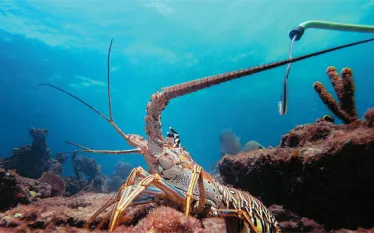 diversdirectlobster.jpg.webp