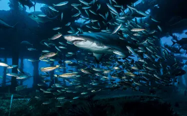 diving-in-north-carolina.jpg.webp