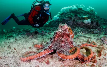 diving_vancouver_bc_teaser-_.png.webp