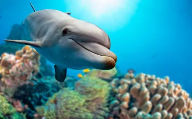 dolphin-coral-shutterstock-andrea-izzotti.png.webp