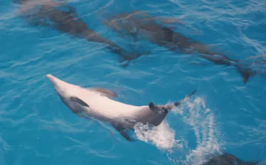 dolphin-tail-lobbying.jpg.webp