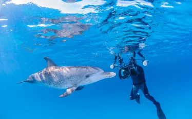 dolphin-underwater-photographer-shutterstock-martin-voeller.jpg.webp