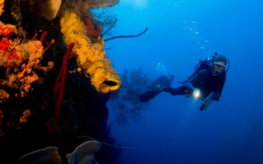 dominica-tube-sponges.jpg.webp