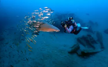 dottiebenjaminphotographingsandtigershark_stevebarlow.jpg.webp