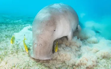 dugong-brandi-mueller-.jpg.webp