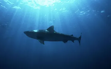 duskyshark_shutterstock.jpg.webp