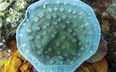 echinopora-coral.jpg.webp