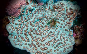 elephant-nose-coral.jpg.webp