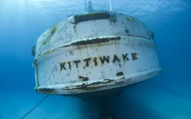 ellywray_kittiwake____.jpg.webp
