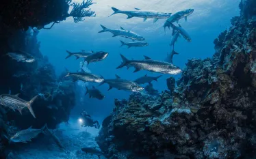 epic-wall-dives-cayman-tarpon-brandon-cole-.jpg.webp