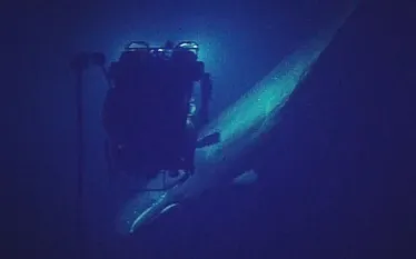 ev-nautilus-spermwhale.jpg.webp