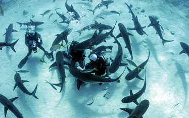 ex_tipssharks.jpg.webp