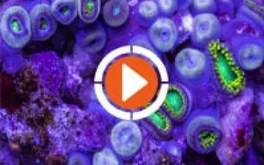 exported_dive-thumbnail-video.jpg.webp