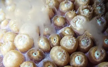 feature_teaser_coral_spawning.png.webp
