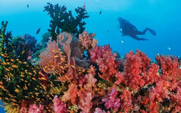 fiji-.jpg.webp