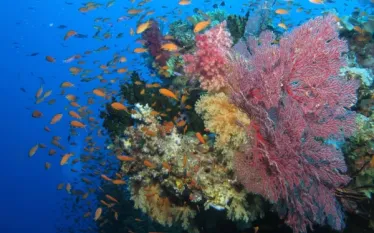 fiji-coral-shutterstock_.jpg.webp