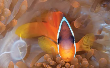 fiji-diving.jpg.webp