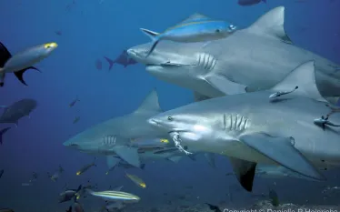 fiji-gallery.jpg.webp