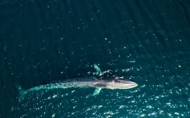 fin-whale-shutterstock-leonardo-gonzalez.jpg.webp