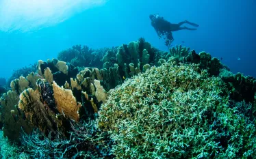 fire-coral-shutterstock_.jpg.webp
