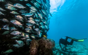 fish-diver-bonaire-shutterstock-bcampbell.png.webp
