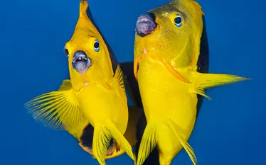 fish-snuggle-alex-mustard.jpg.webp