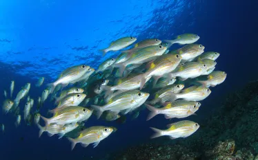 fish-waste-science-stop.jpg.webp