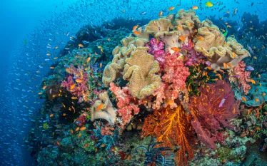 fjalexmustard.scubadivingmagazine.november.jpg.webp