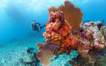 flkeys-diver-elbow-reef-key-largo-benz_scd.jpg.webp