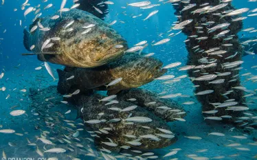 florida-dive-adventure-goliath-grouper-brandon_cole_.jpg.webp