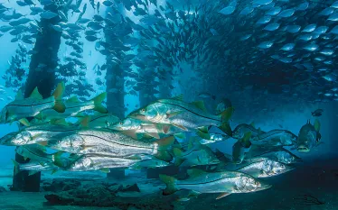 florida-piers-.jpg.webp