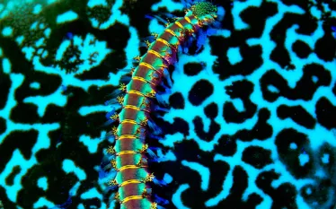 fluorescent-scuba-diving.jpg.webp
