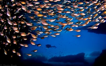 for_dive_curacao_by_stan_bysshe_the_blue_room.jpg.webp