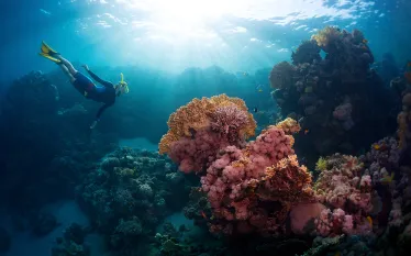 freediver-tropical-coral-reefs-shutterstock-dudarev-mikhail.png.webp
