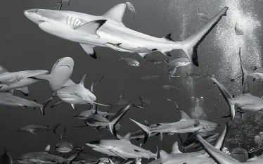 gbr-.jpg.webp