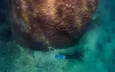 giant-coral-orpheus-island-woody-spark.jpg.webp
