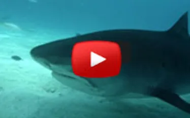 ginger_zee_shark.jpg.webp