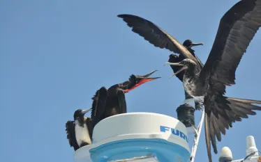 glalapagos_editors_blog_birds.jpg.webp
