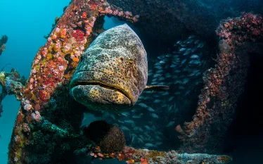 goliath-grouper-wreck-suzan-meldonian.jpg.webp
