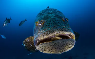 goliath_grouper_fishing_florida__shutterstock_.jpg.webp