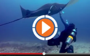 gopro_manta_rescue.jpg.webp