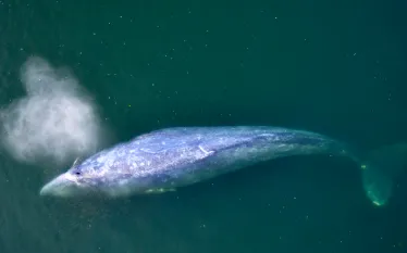 gray-whale-aerial-video.jpg.webp