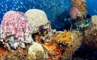 grays-reef-national-marine-sanctuary-shutterstock-love-lego.jpg.webp